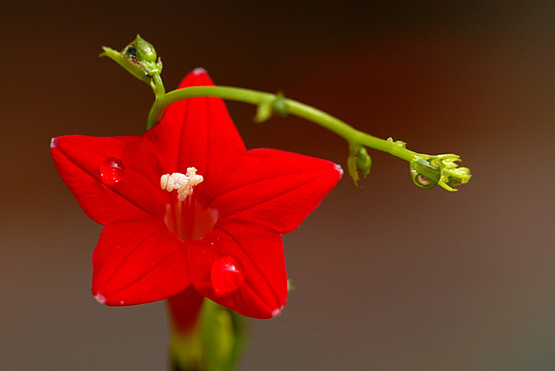 小花10.jpg