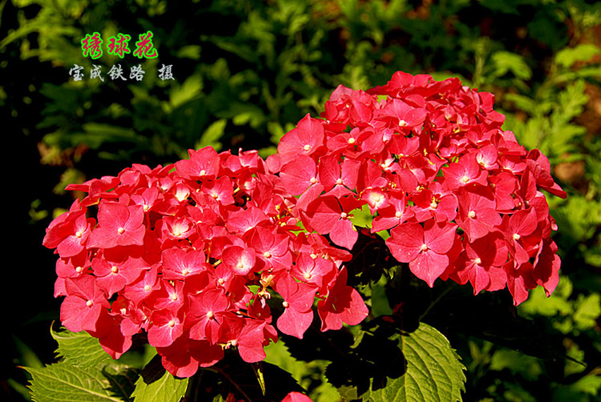 绣球花8.jpg