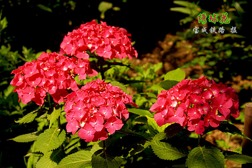 绣球花9.jpg