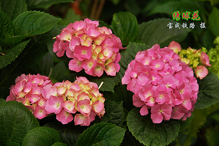绣球花15.jpg