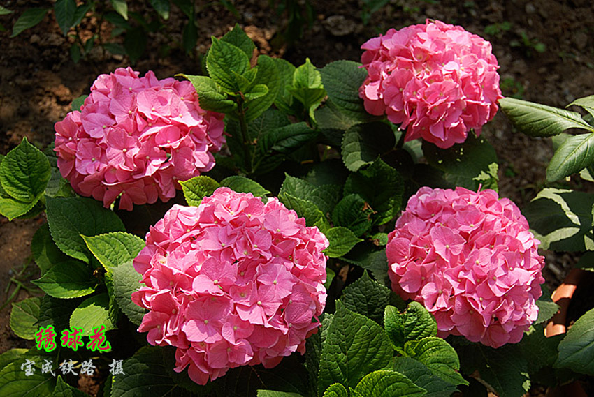 绣球花18.jpg