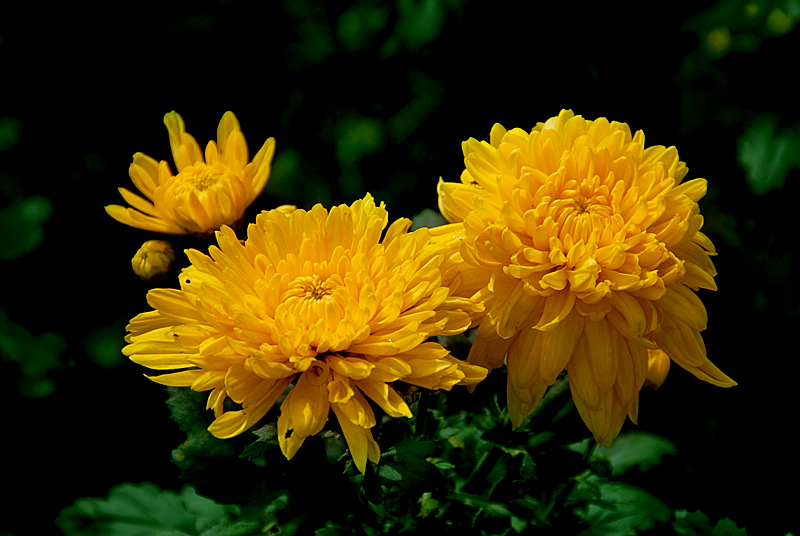 秋菊 (1).jpg