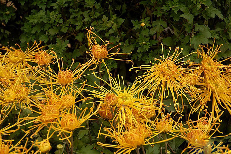 秋菊 (9).jpg
