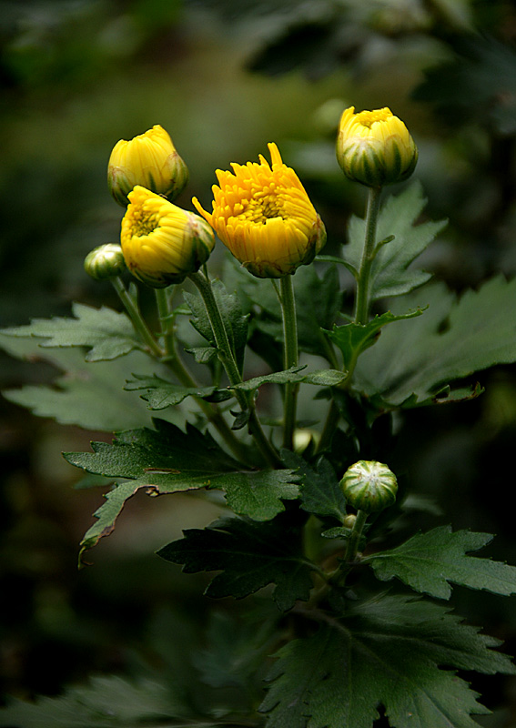 秋菊 (13).jpg