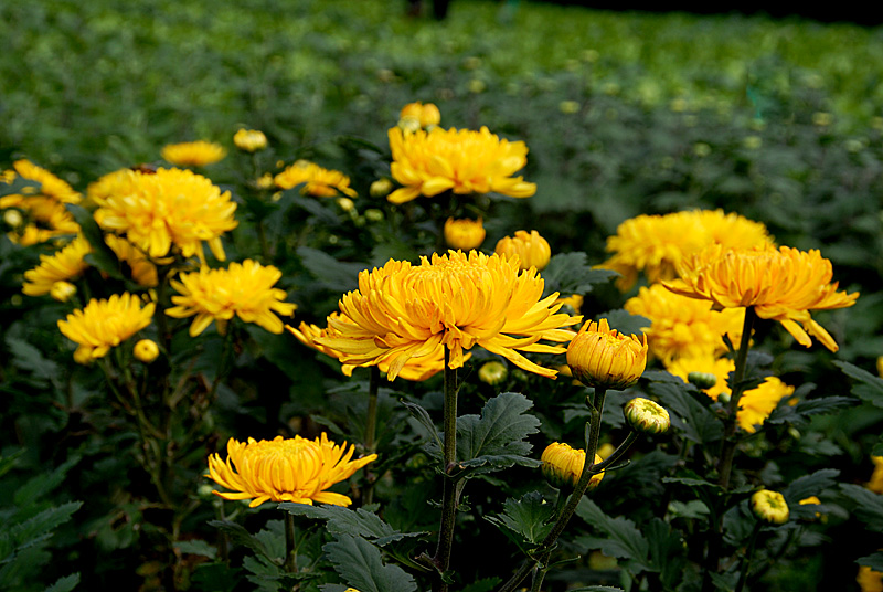 秋菊 (18).jpg