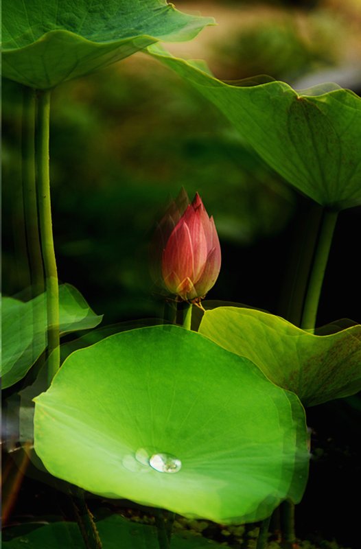 荷花3.jpg