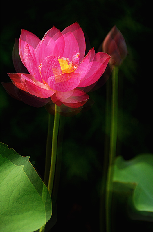 荷花4.jpg