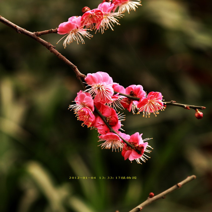 20120104植物园l老刘机子23_调整大小.JPG