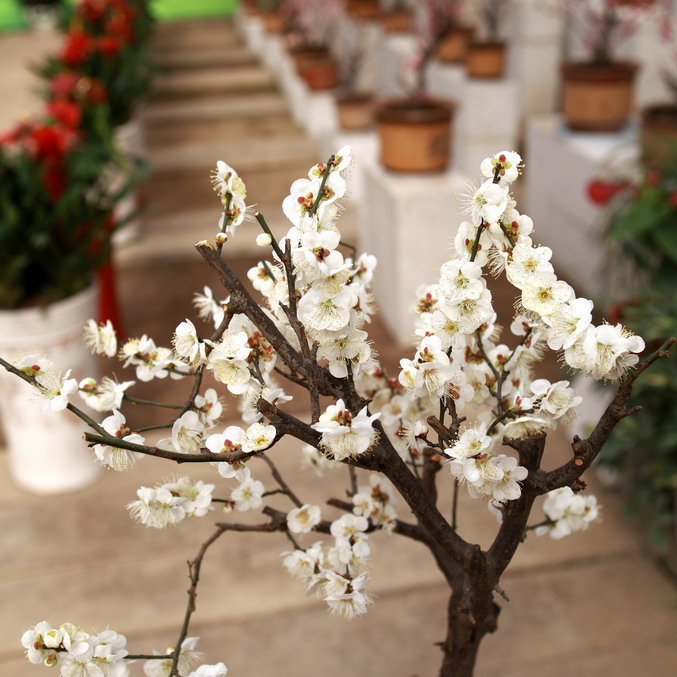 20120104植物园l老刘机子46_调整大小.JPG