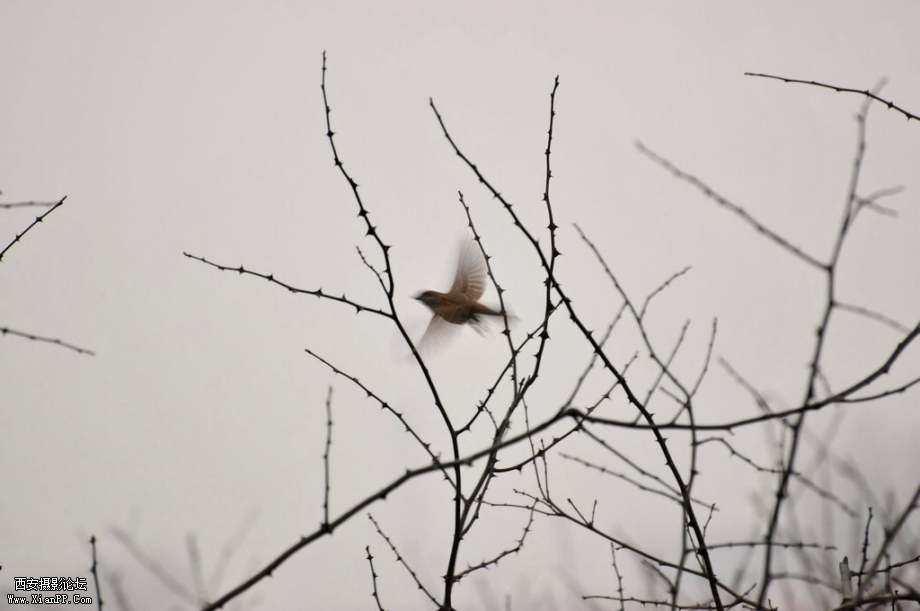 DSC_0280a.jpg
