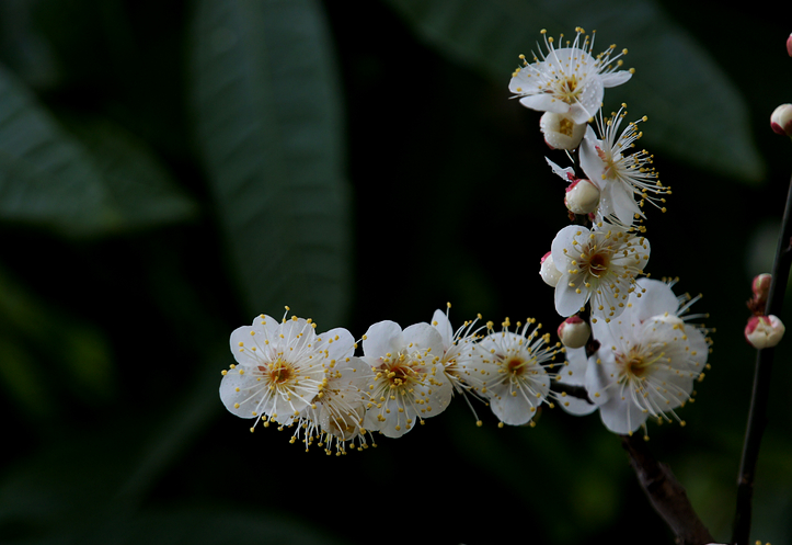 DSC08478A.jpg