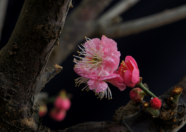 DSC08512A.jpg
