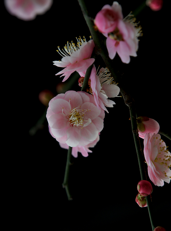 DSC08545A.jpg