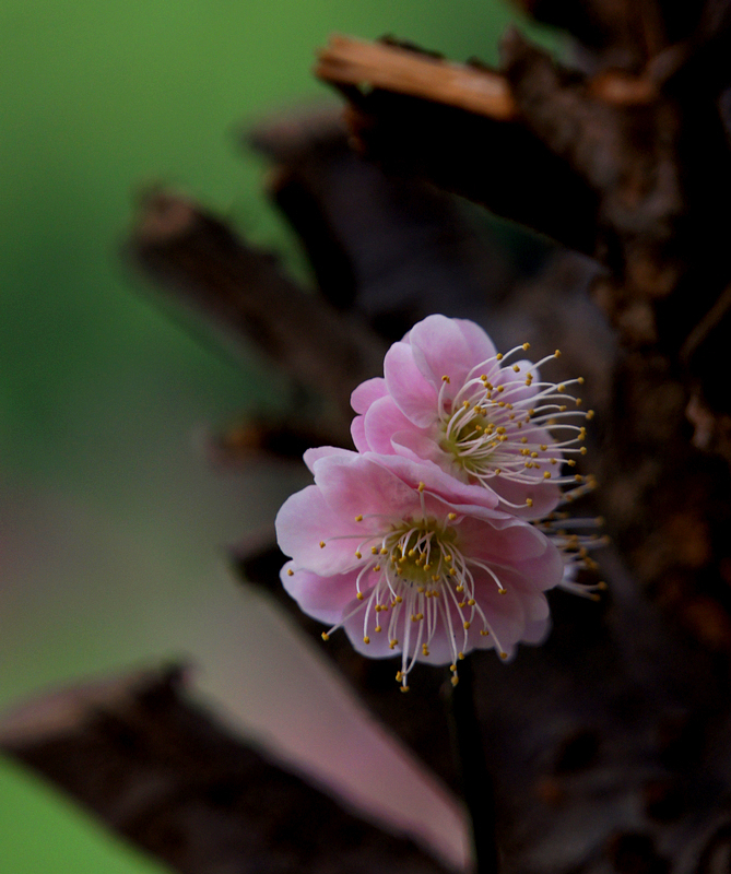 DSC08555A.jpg