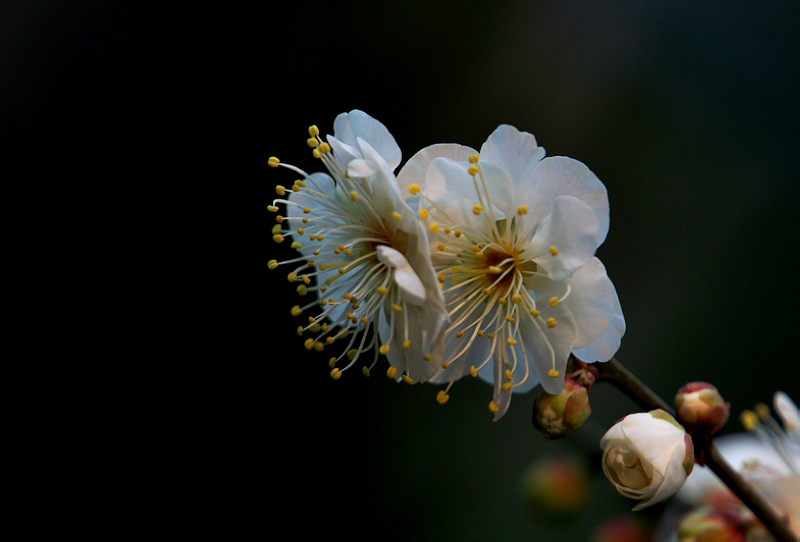 DSC08608A.jpg