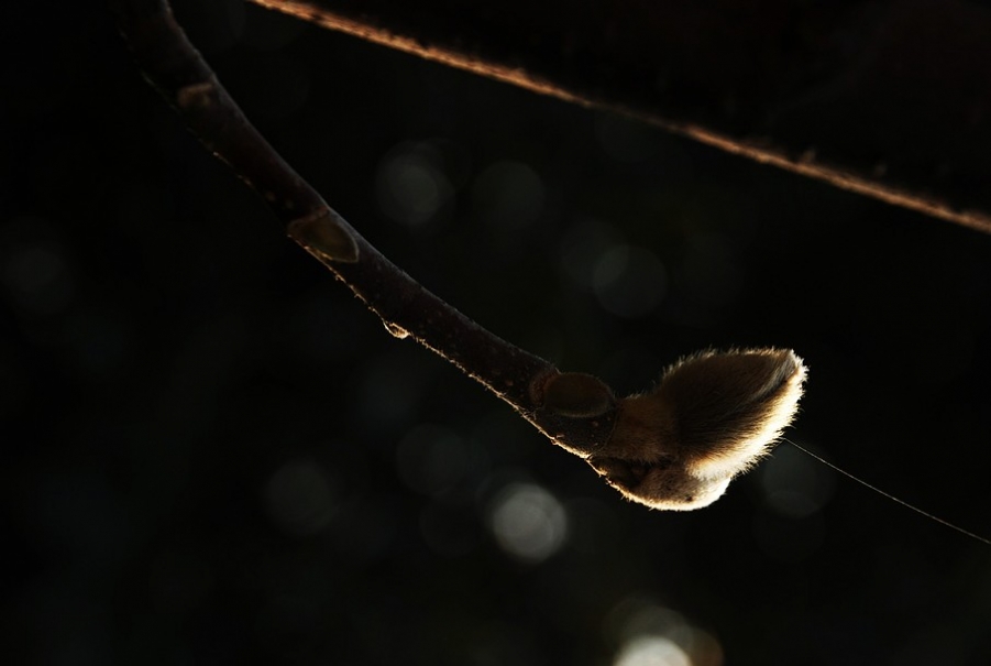 DSC_0397.JPG
