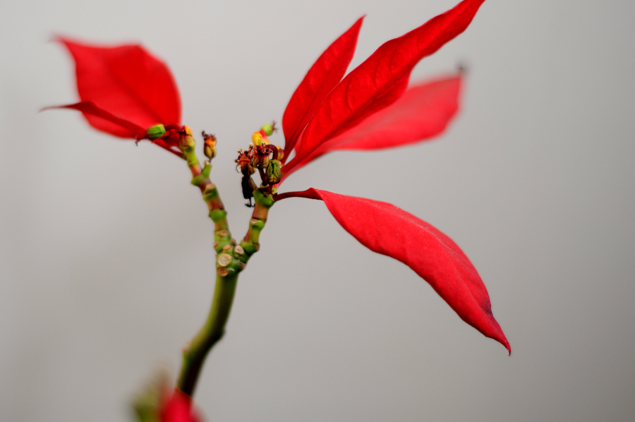 DSC_0038.JPG