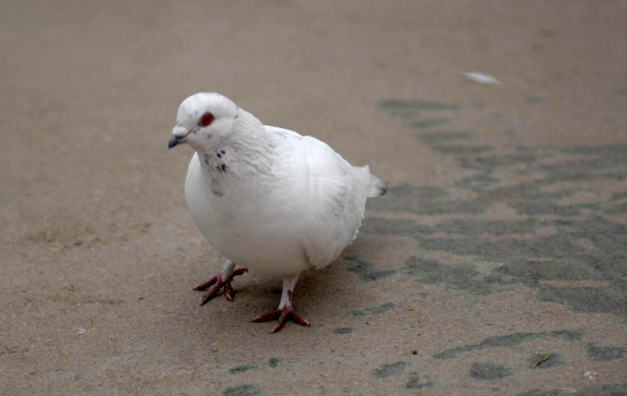 DSC_0009.JPG
