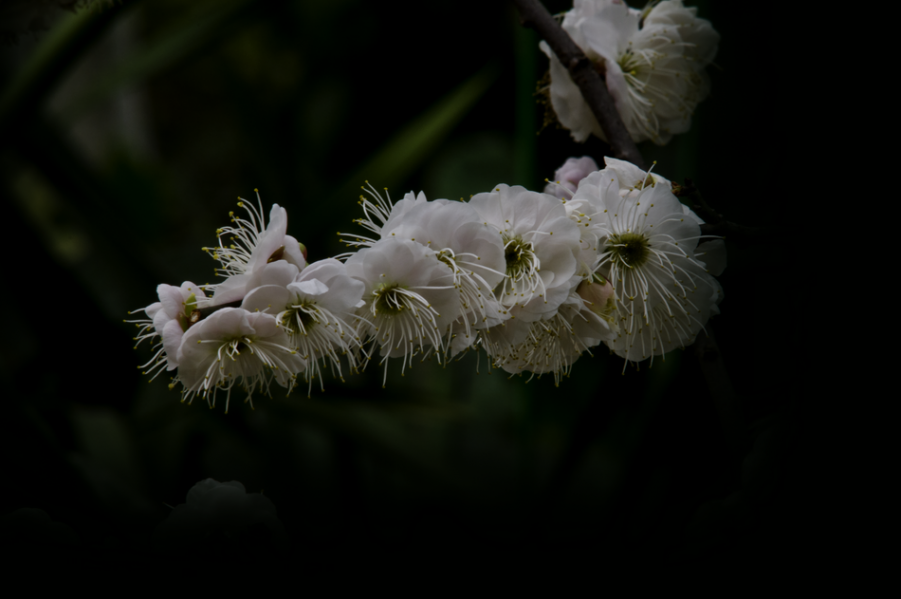 DSC_342a1_调整大小.png
