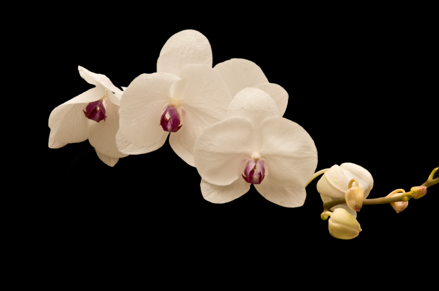 DSC_3476_调整大小.png