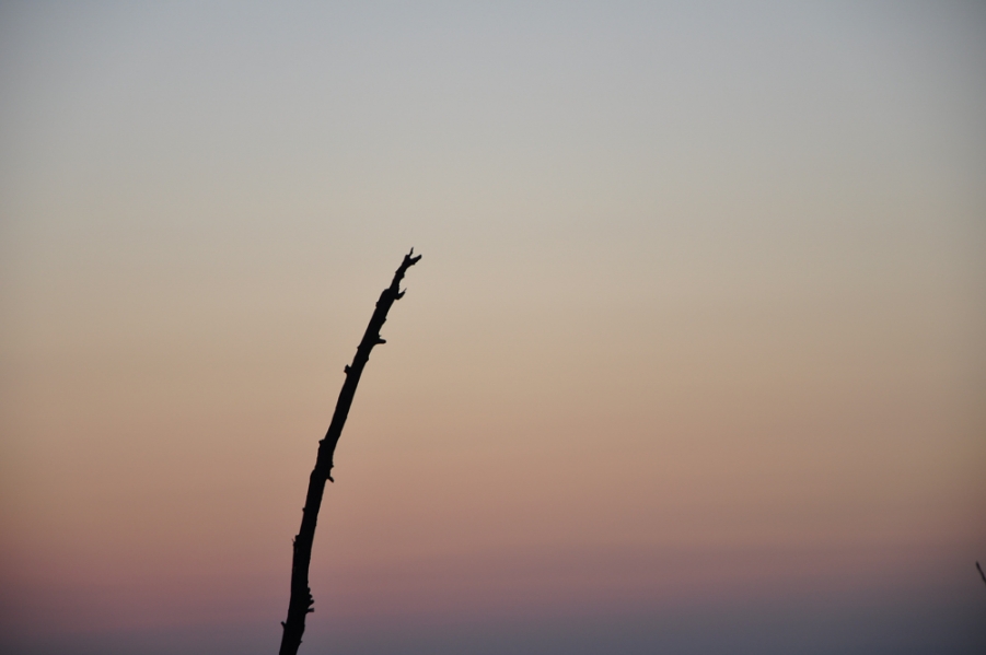 DSC_0188.jpg