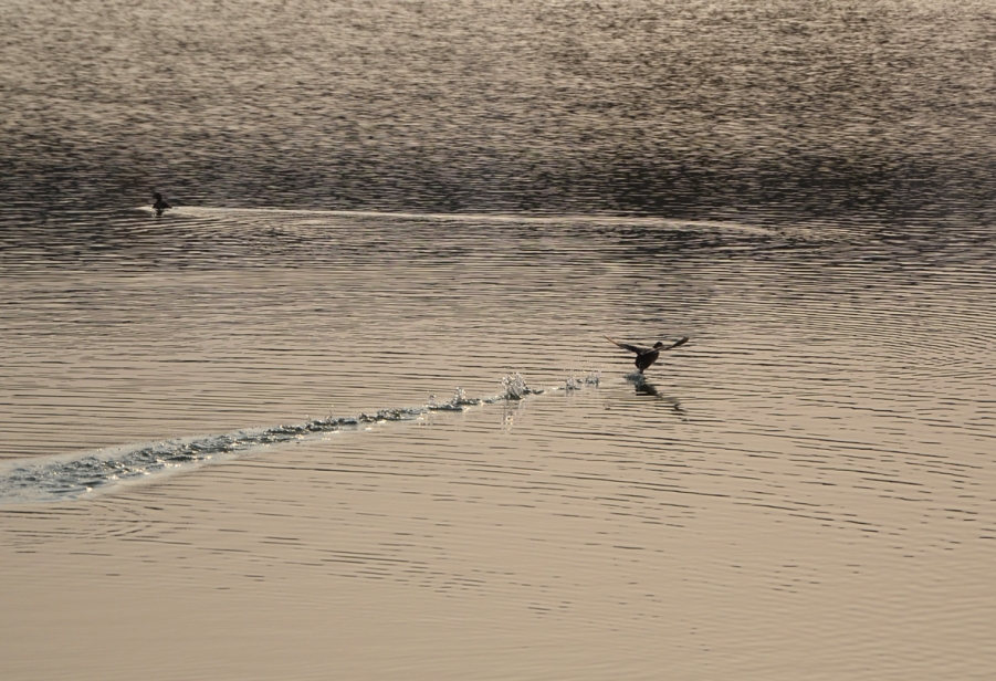 DSC_2639.JPG
