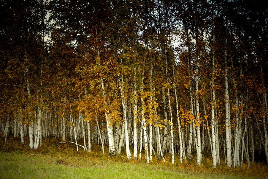 _MG_9762.jpg