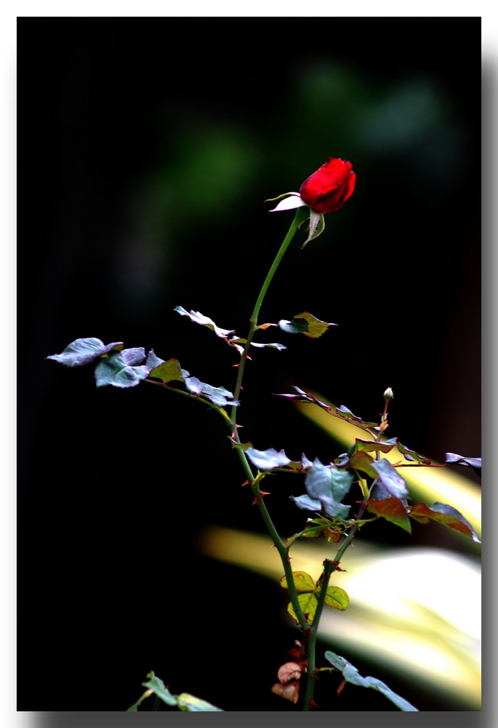 DSC_9028bb.jpg