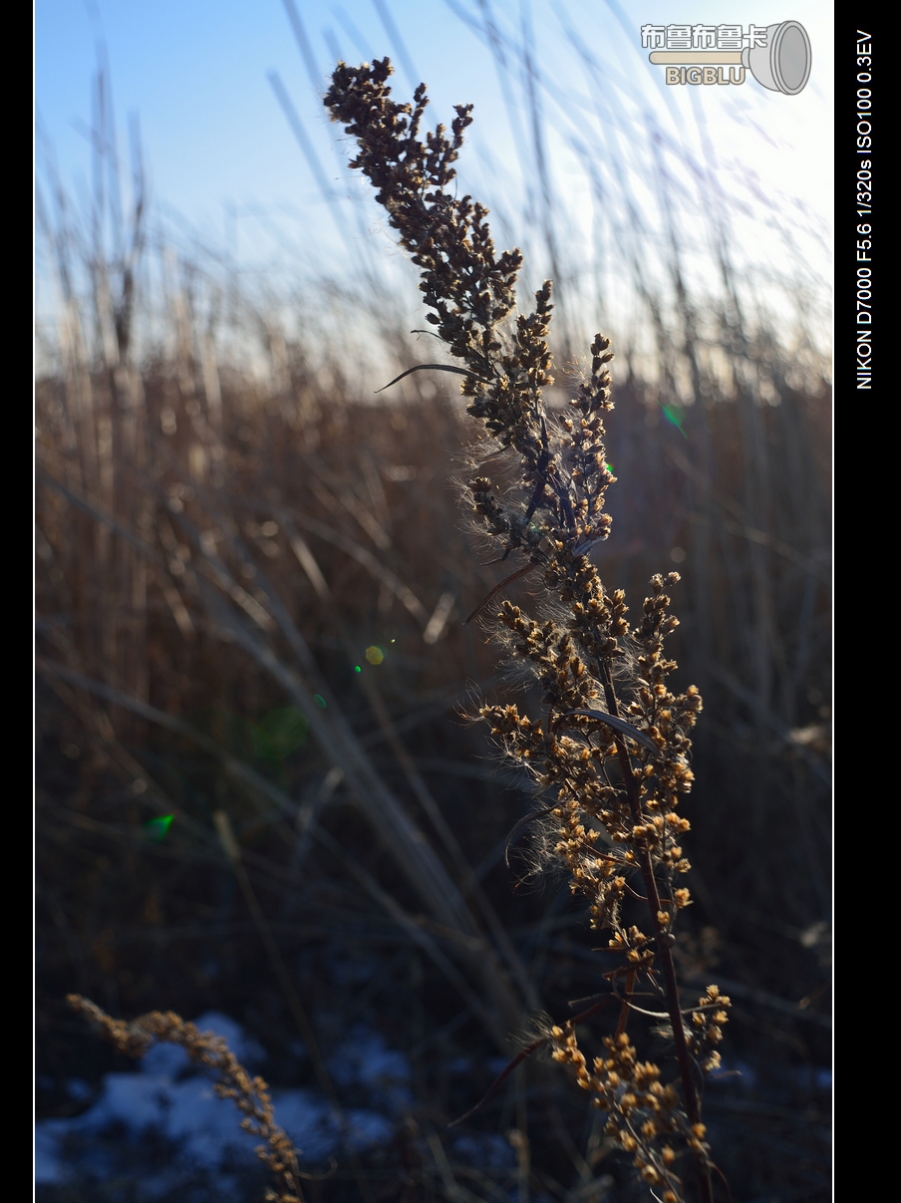 DSC_2969.jpg
