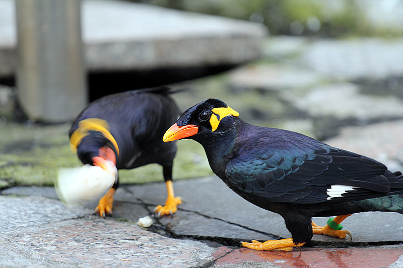 IMG_0984_副本.jpg