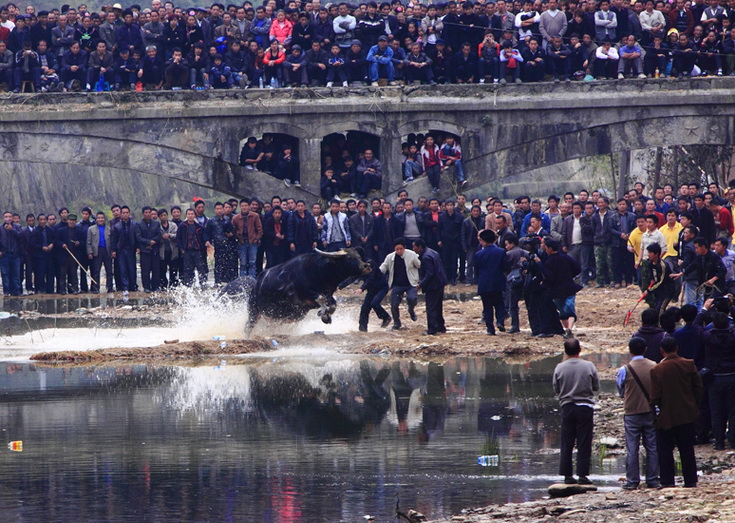 4.张蕾.穷追不舍.贵州雷山陶尧.斗牛.jpg