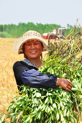 2010年6月7日大泗农忙收割.jpg