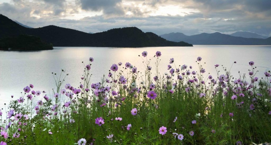 2010.10摄于泸沽湖－此地遍布格桑花，译成汉语是太阳花.jpg.popup.jpg