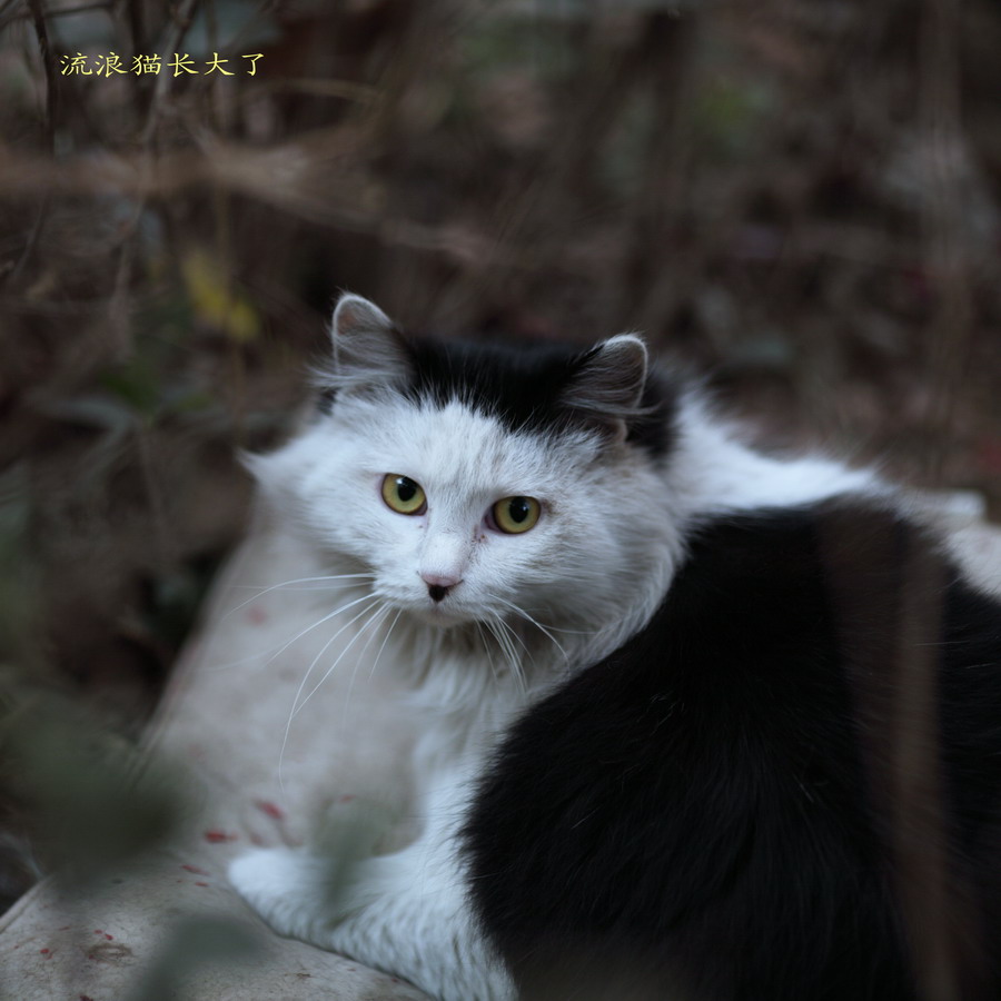 流浪猫长大了01_调整大小.JPG