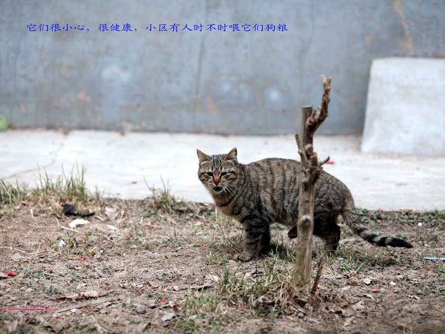 流浪猫长大了02_调整大小.JPG