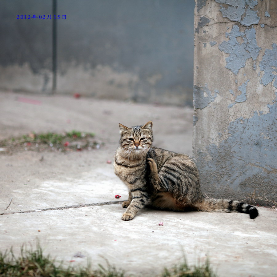 流浪猫长大了03_调整大小.JPG