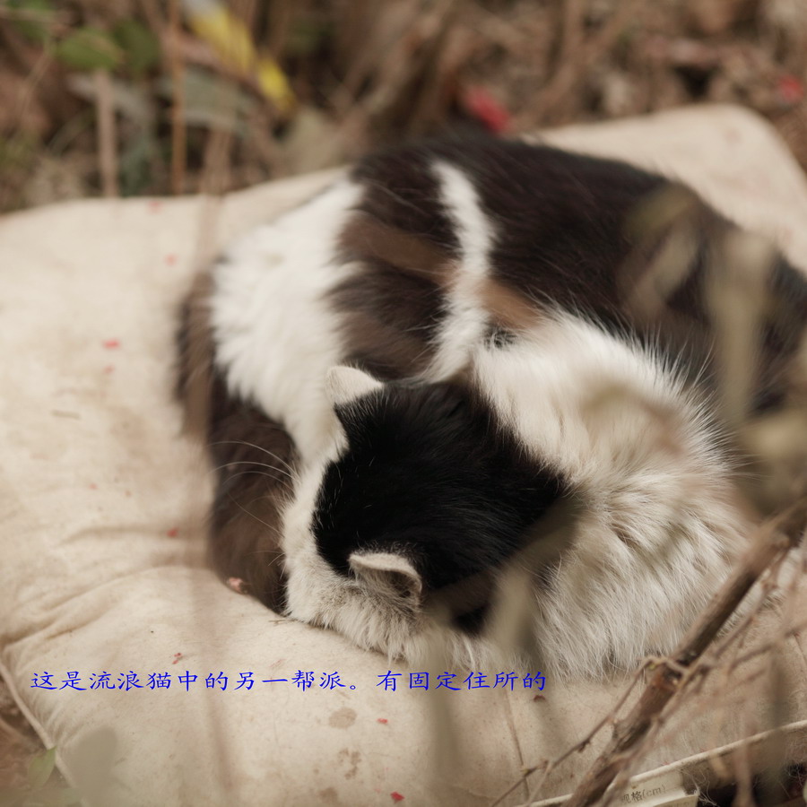 流浪猫长大了14_调整大小.JPG