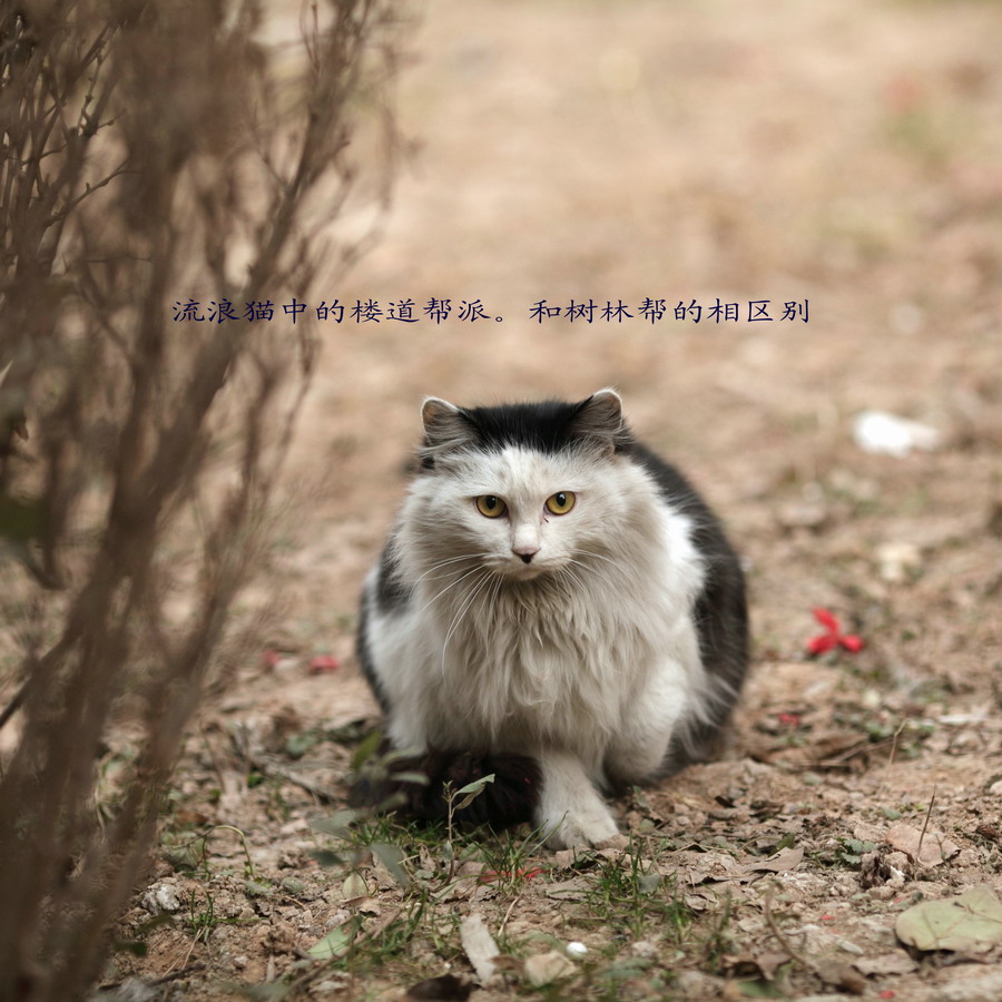 流浪猫长大了16_调整大小.JPG