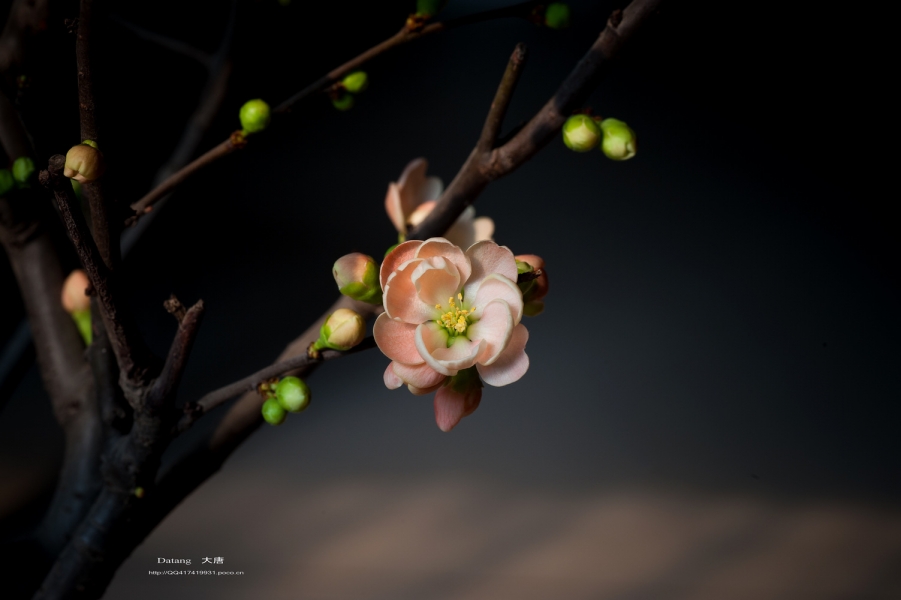 DSC_80141.jpg