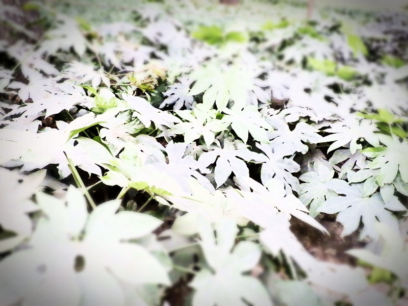 P2170205_副本.jpg