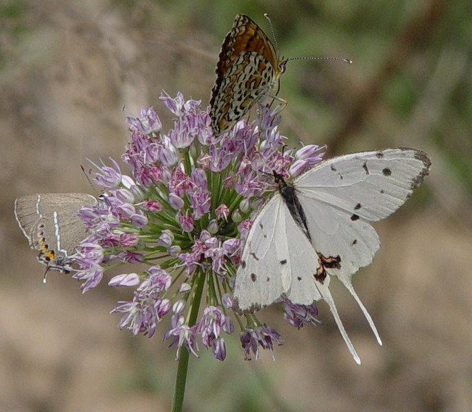 DSC00472.JPG