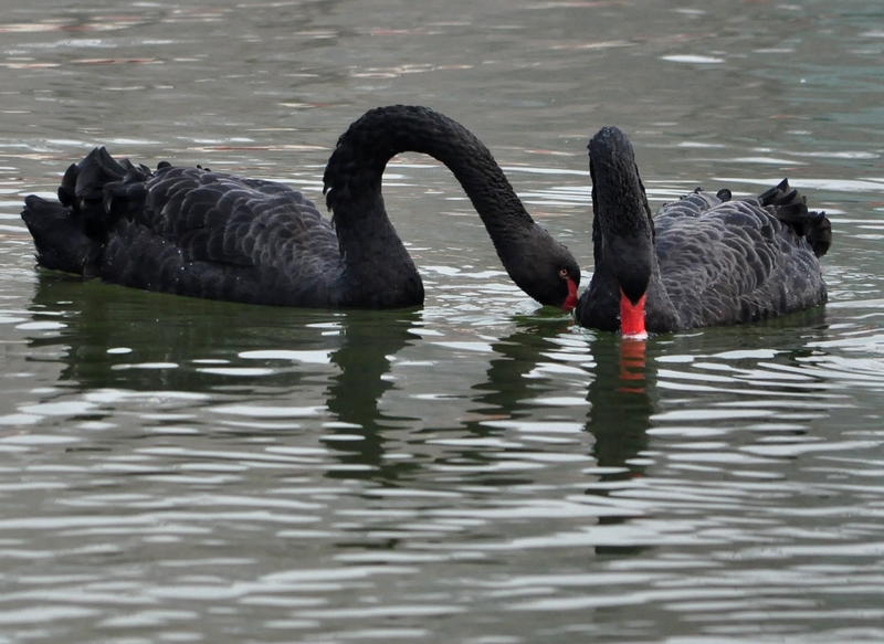 DSC_0172.jpg