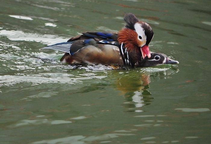 DSC_0155.JPG