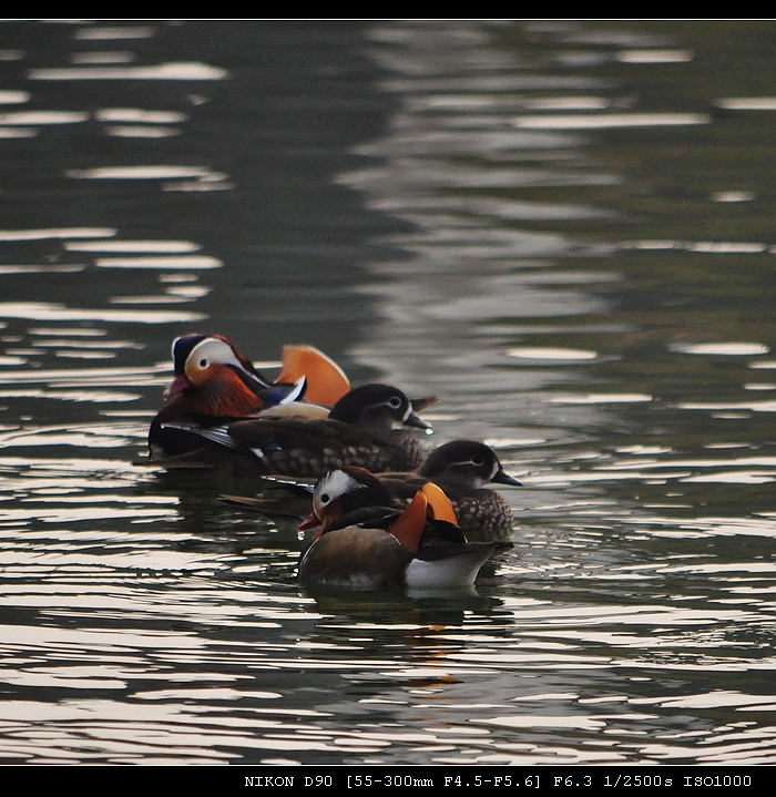 DSC_0181.JPG