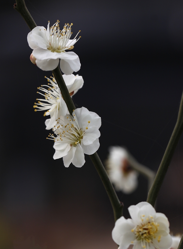 梅花 225A.jpg