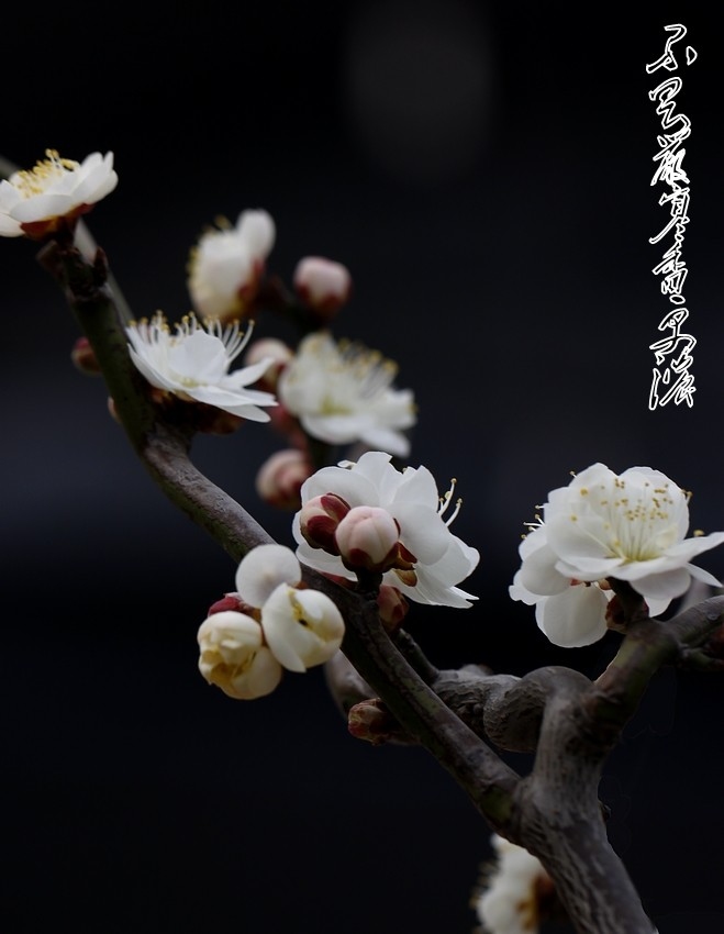梅花 228A_conew1.jpg
