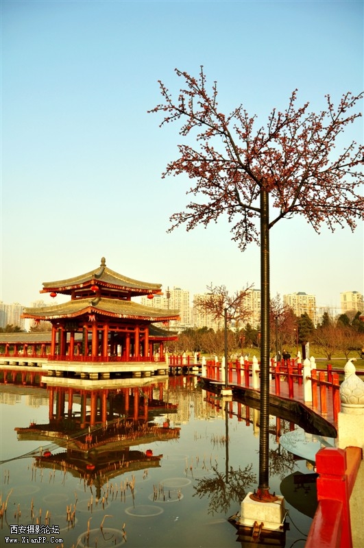 芙蓉印象4.jpg