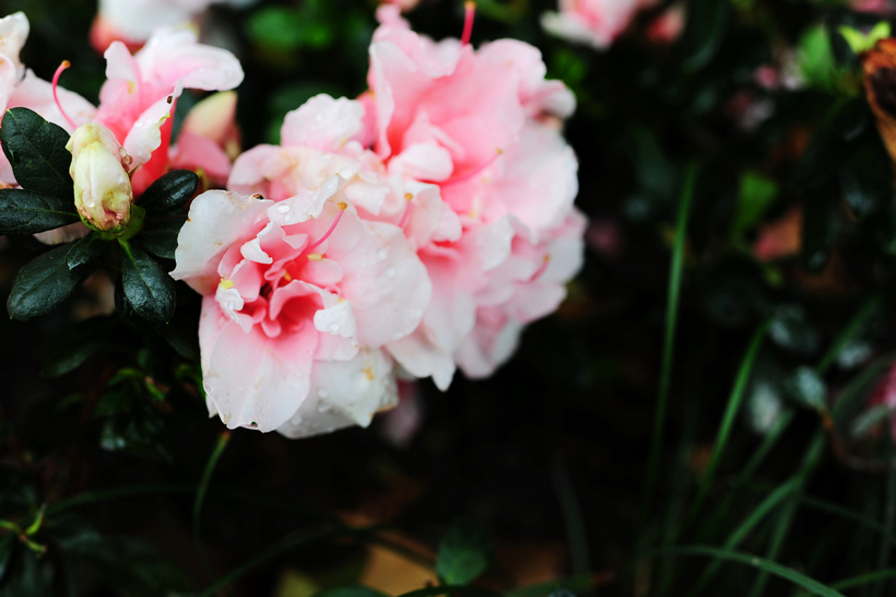 DSC_3485.jpg