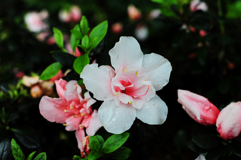 DSC_3487.jpg