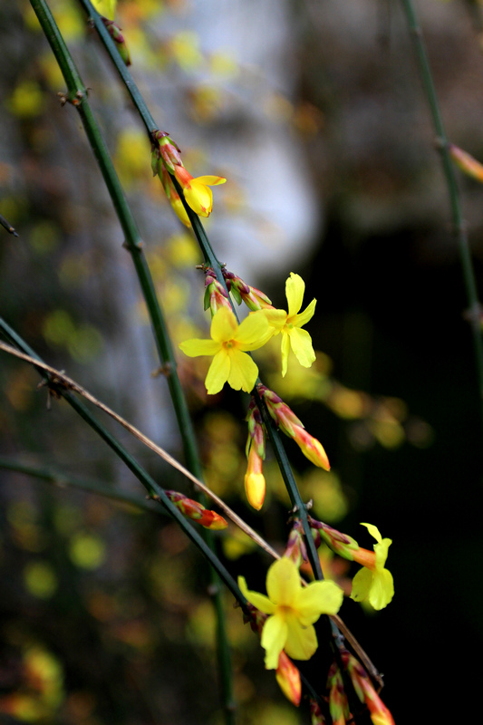迎春花 054.jpg